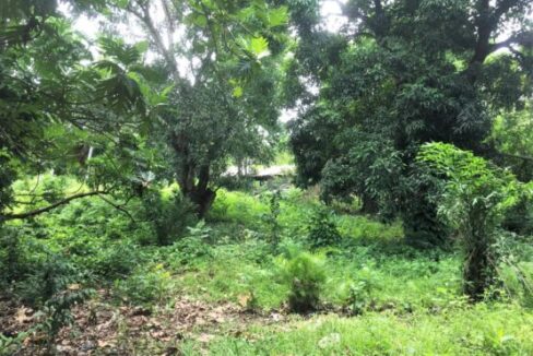 Affordable-Land-For-Sale-in-Munoz-Puerto-Plata2-555x400-1
