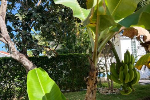 Bananna Tree 1