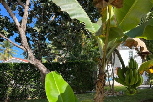 Bananna-Tree-2-1200x720