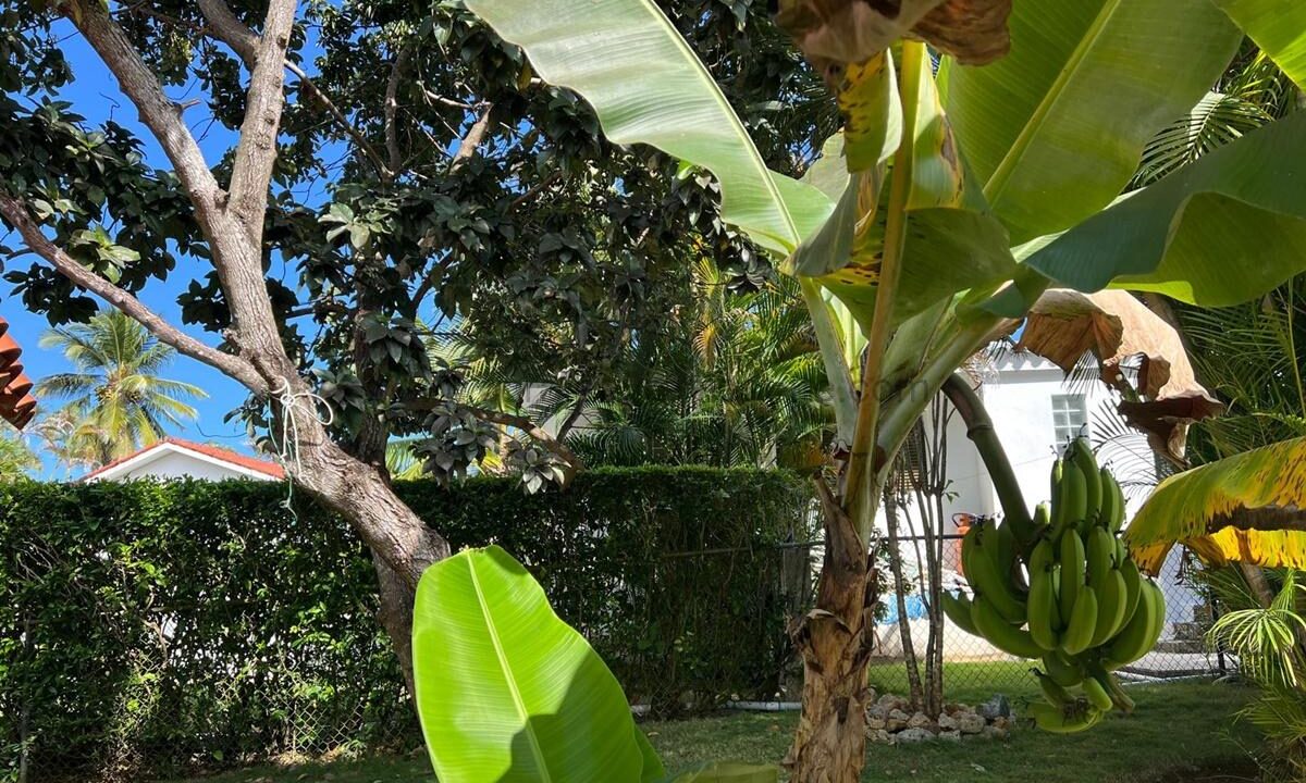 Bananna-Tree-2