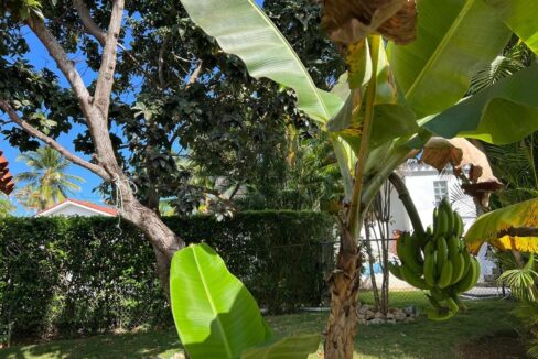 Bananna-Tree-2