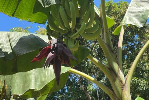 Fruit Tree
