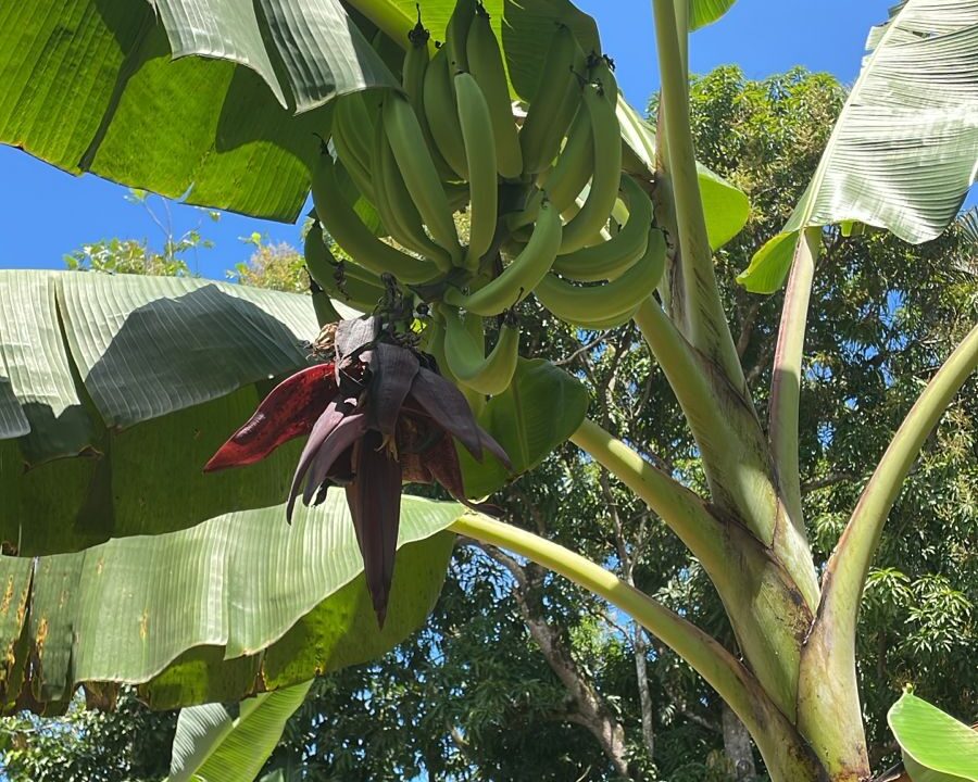 Fruit Tree