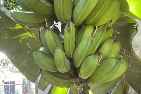 Veragua 7