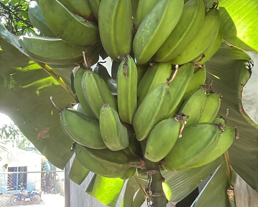 Veragua 7