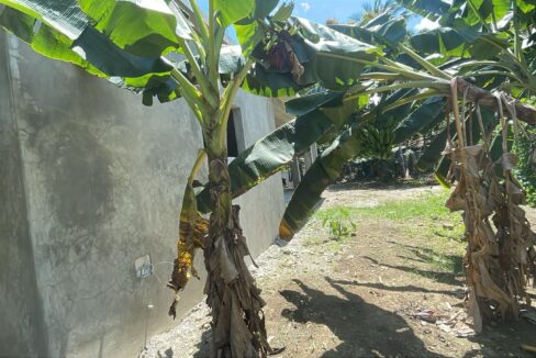 Veragua Side View 2